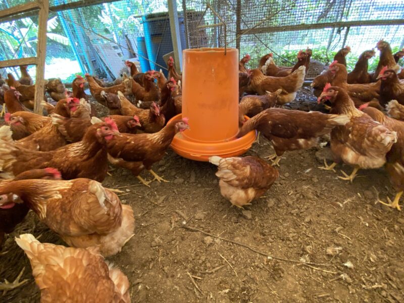 平飼い鶏とEM発酵飼料で実現するサステナブルな畜産