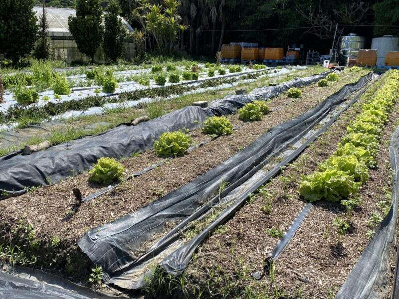 持続可能な農業の現場:有機栽培で育つ旬の野菜たち