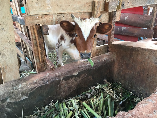 収穫した野菜とEM活性液、EMボカシは、牛の飼料としても使用されています