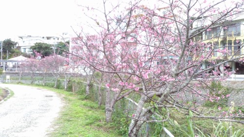 石平自治会：村内の桜の管理に使用