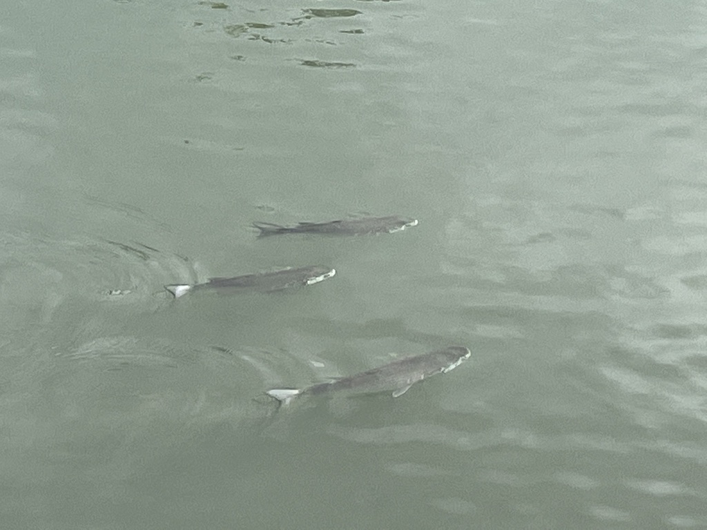 大きなボラの群れがカパフルに戻り停滞しています