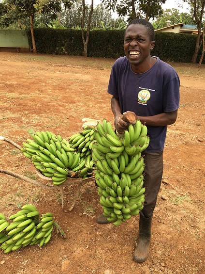 収穫したバナナは従来のものよりもずっしり重く、よく成長しています