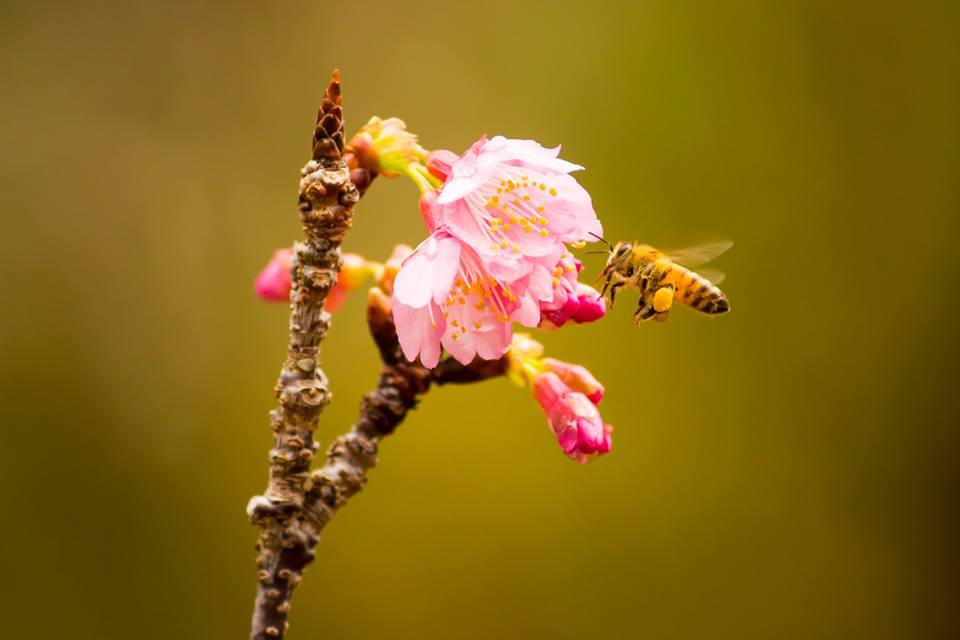 ミツバチの健康を助けるEM