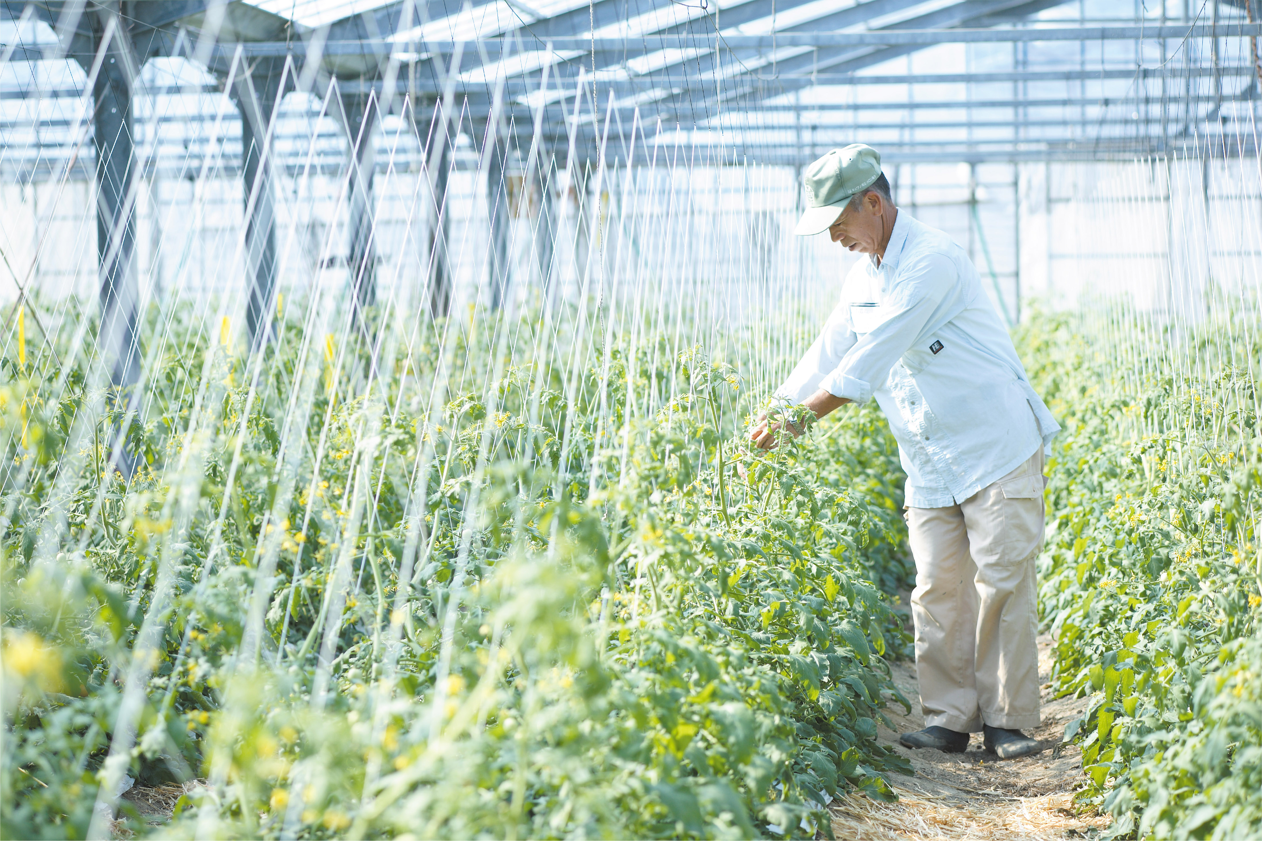 EM技術で育むトマト栽培 ～新垣農園のこだわりと挑戦～