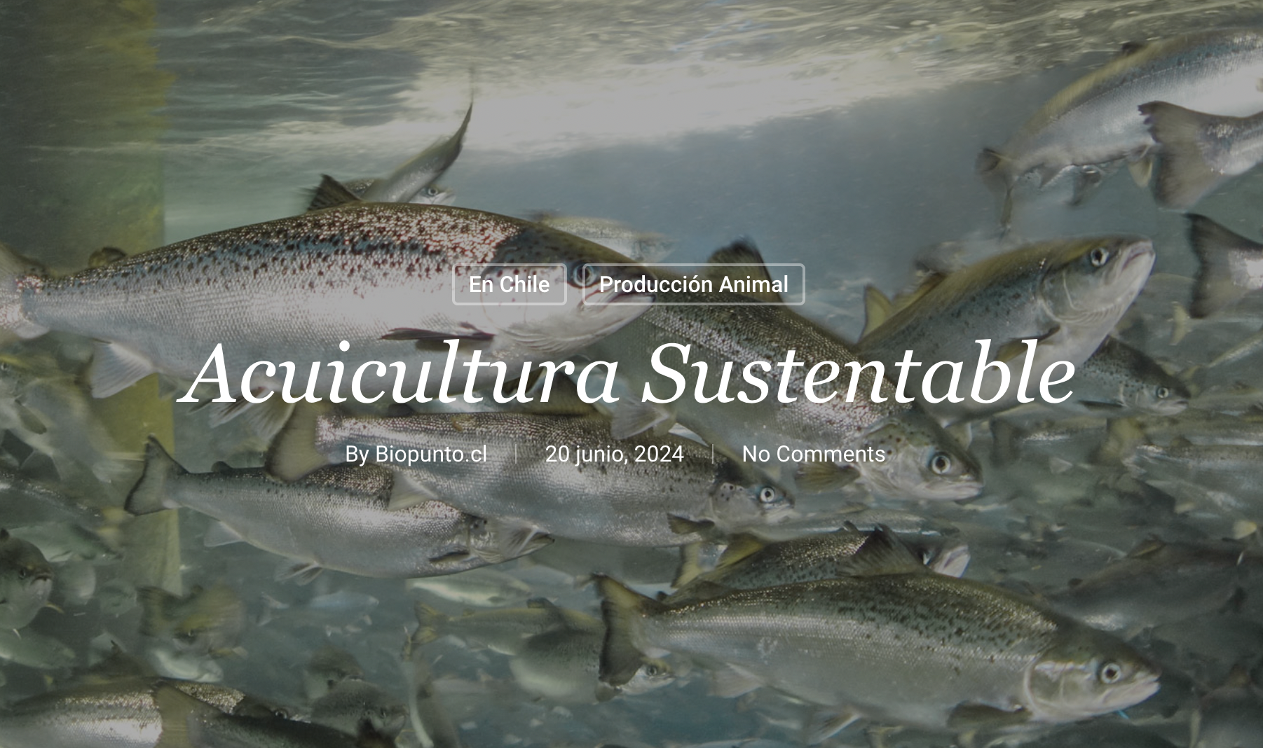 【チリ】持続可能な水産養殖 | BioPunto