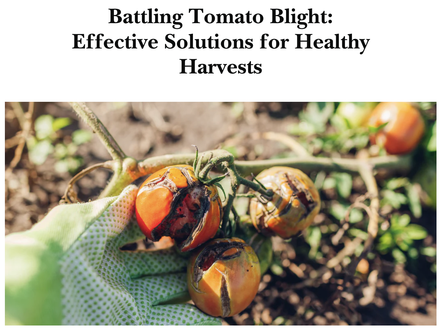 【アメリカ】トマトの病害との戦い: 健全な収穫のための効果的な解決策 | TeraGanix,Inc.